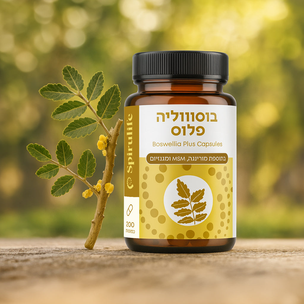 בוסווליה פלוס | לבונה, מורינגה, מגנזיום, MSM | כמוסות