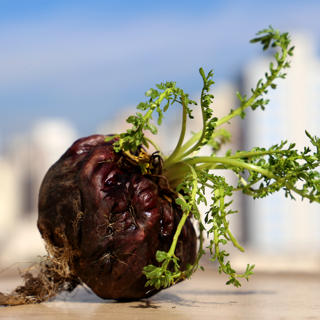 שורש מאקה שחורה אורגני נא | כמוסות