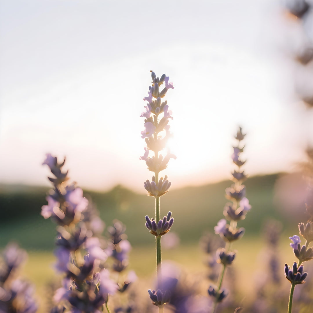 זוג דאודרנטים קרם | לבנדר עשב לימון