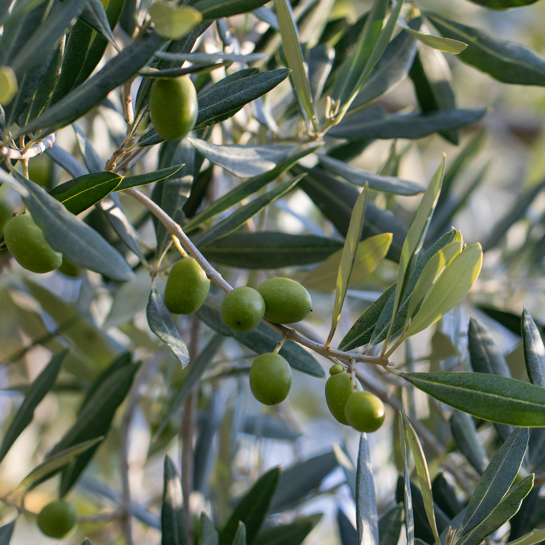 עלי זית | מיצוי נוזלי מרוכז